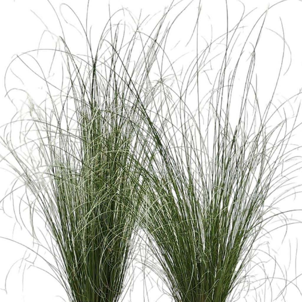 Carex buchananii Green Twist - Rode zegge