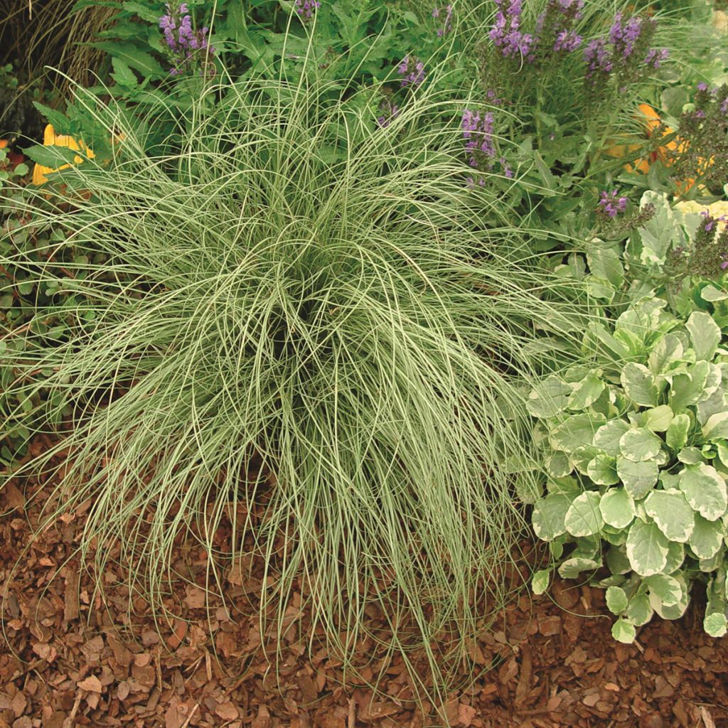 Carex comans Amazon Mist - Zegge