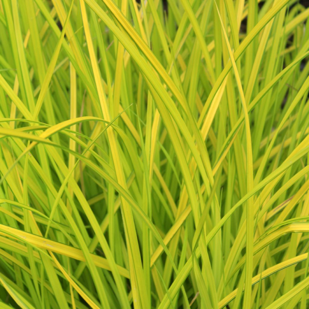 Carex elata Aurea - Goudgerande zegge