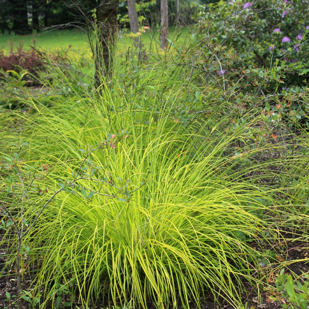 Carex elata Aurea - Goudgerande zegge