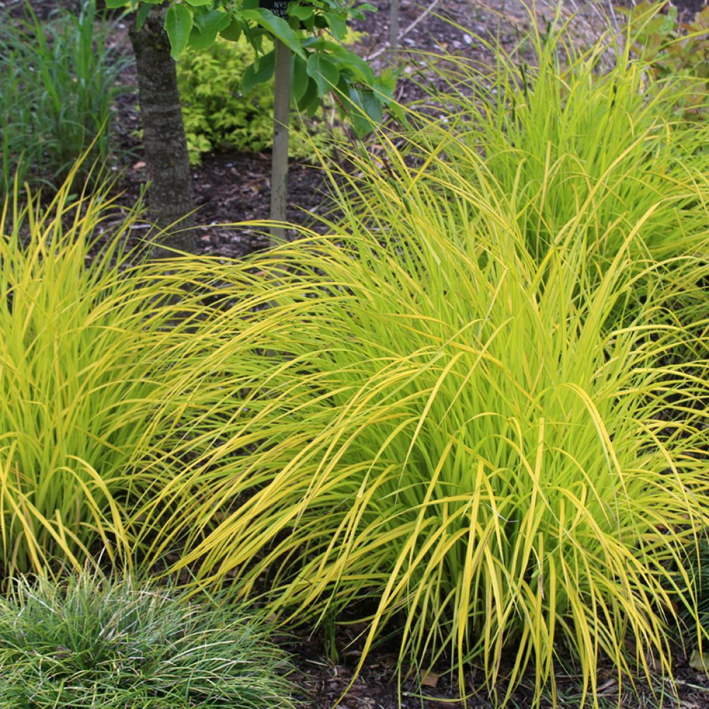 Carex elata Aurea - Goudgerande zegge
