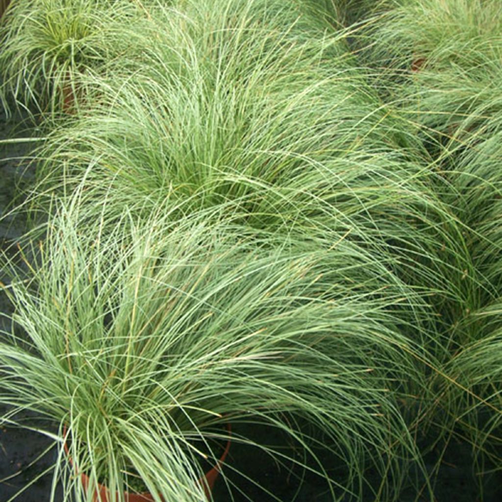 Carex comans Phoenix Green - Zegge