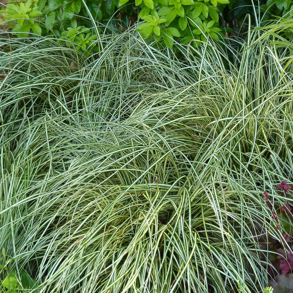 Carex oshimensis Evergold - Japanse zegge