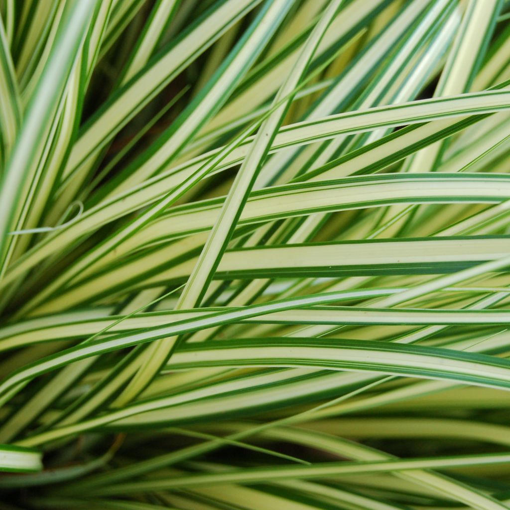 Carex oshimensis Evergold - Japanse zegge