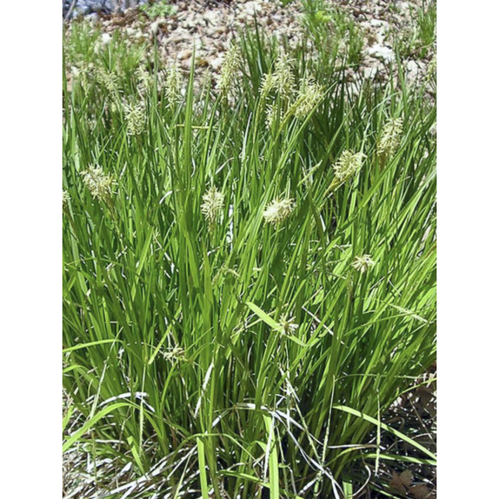 Carex pensylvanica - Carex ou Laîche de Pennsylvanie