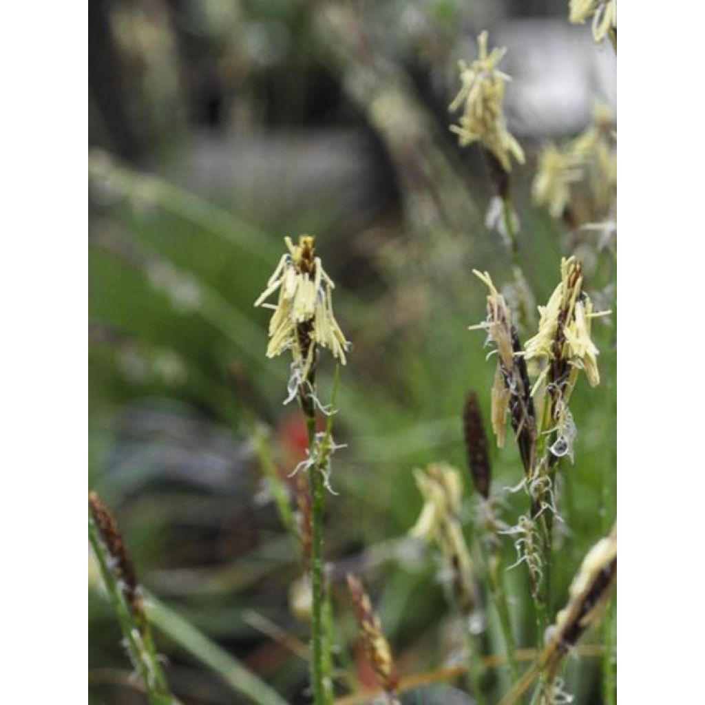 Carex pensylvanica - Carex ou Laîche de Pennsylvanie