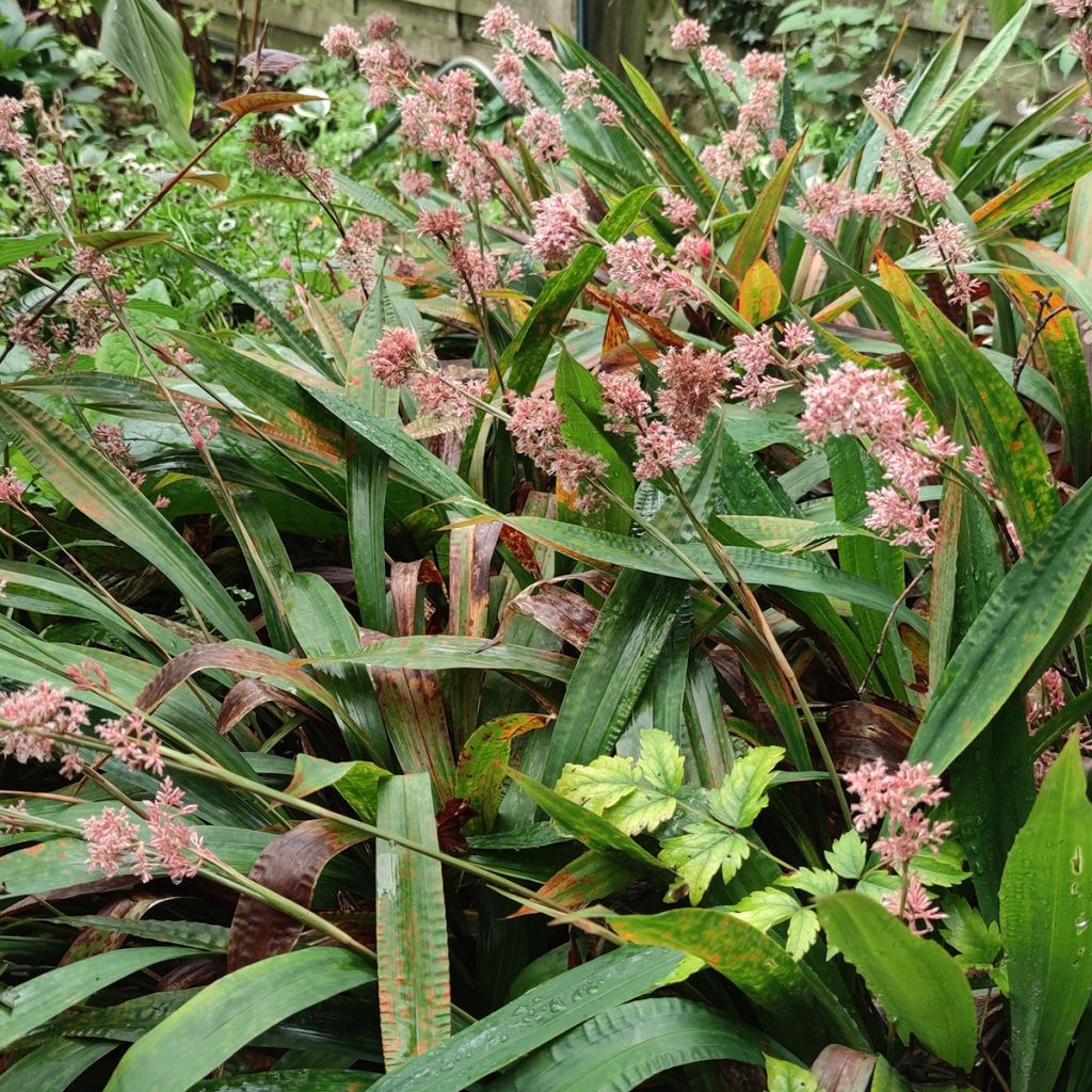 Carex scaposa - Laîche de Chine