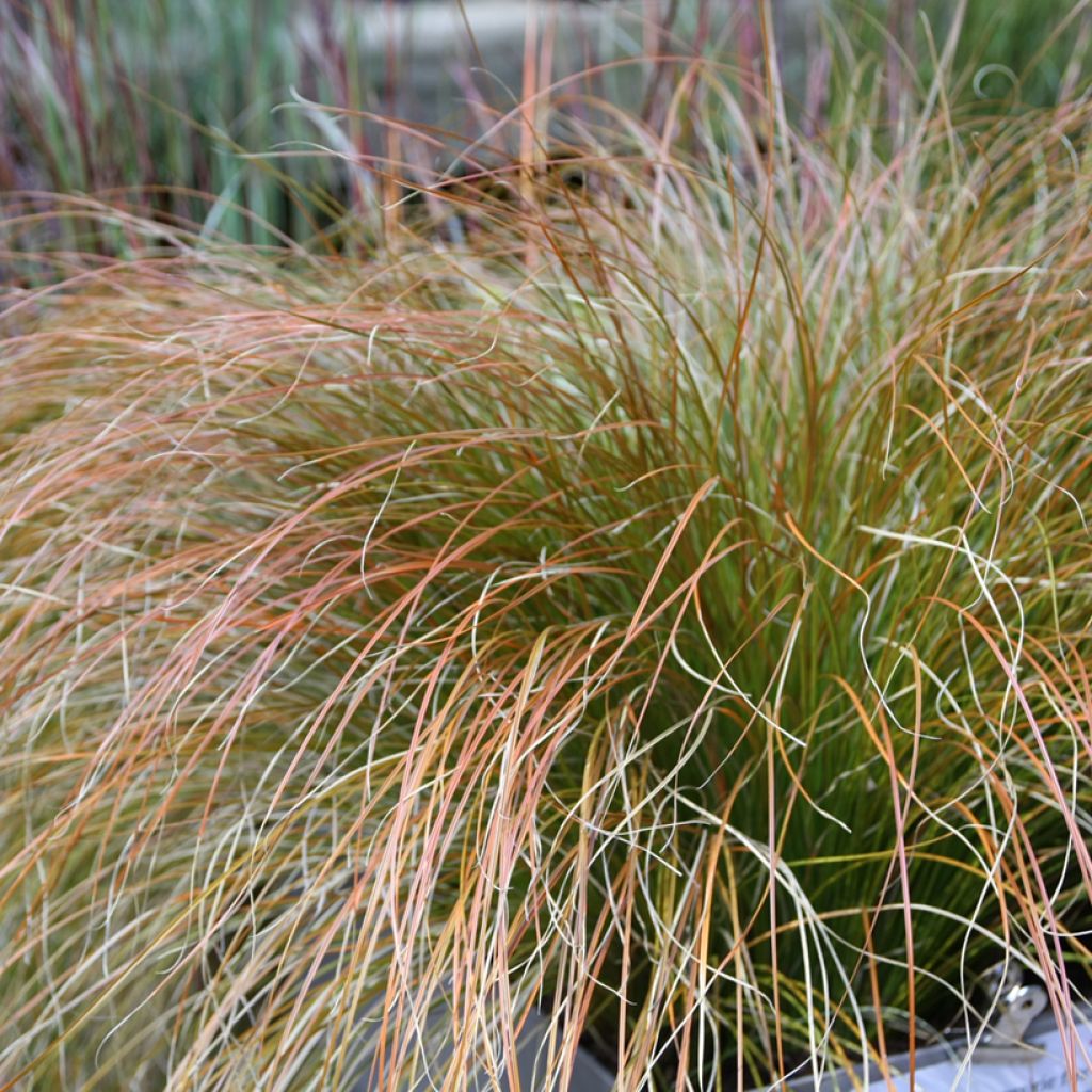 Carex testacea Prairie Fire - Oranjezegge