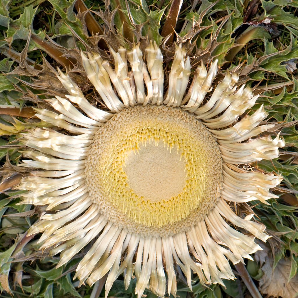 Carlina acanthifolia - Driedistel