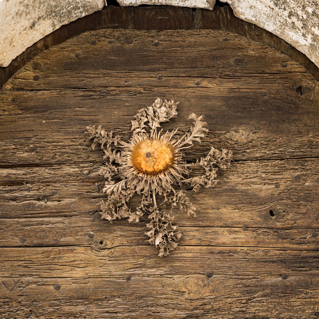 Carlina acanthifolia - Driedistel