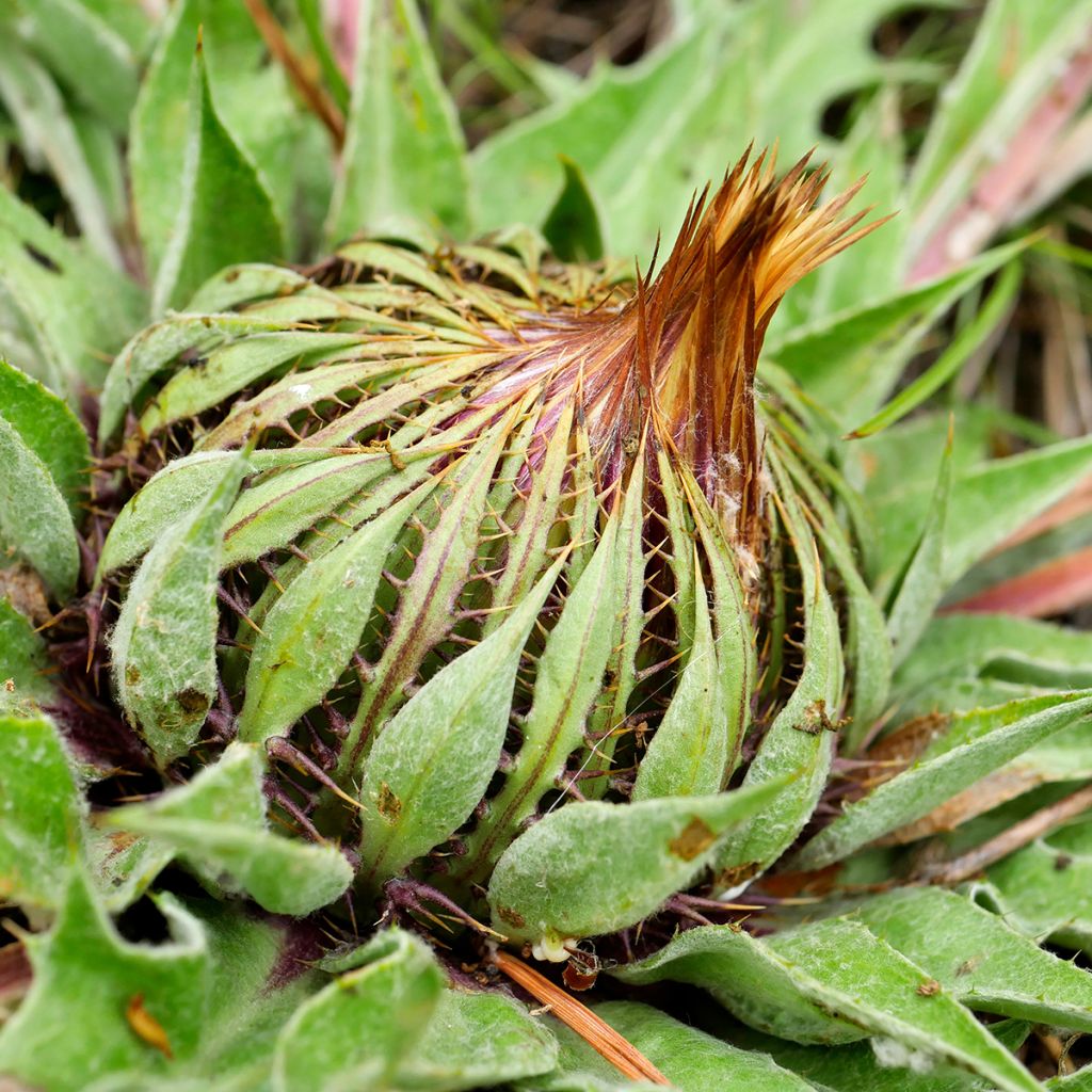 Carlina acanthifolia - Driedistel