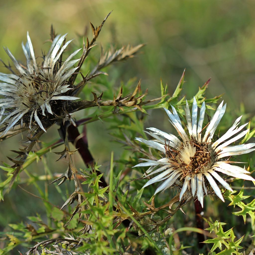 Carlina acaulis ssp. simplex - Zilverdistel