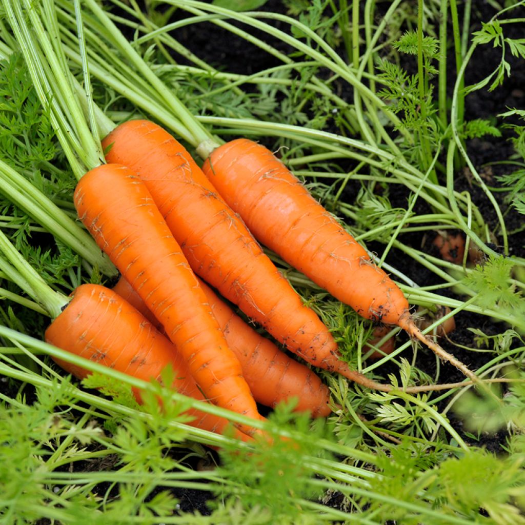 Wortel Amsterdam Forcing 3