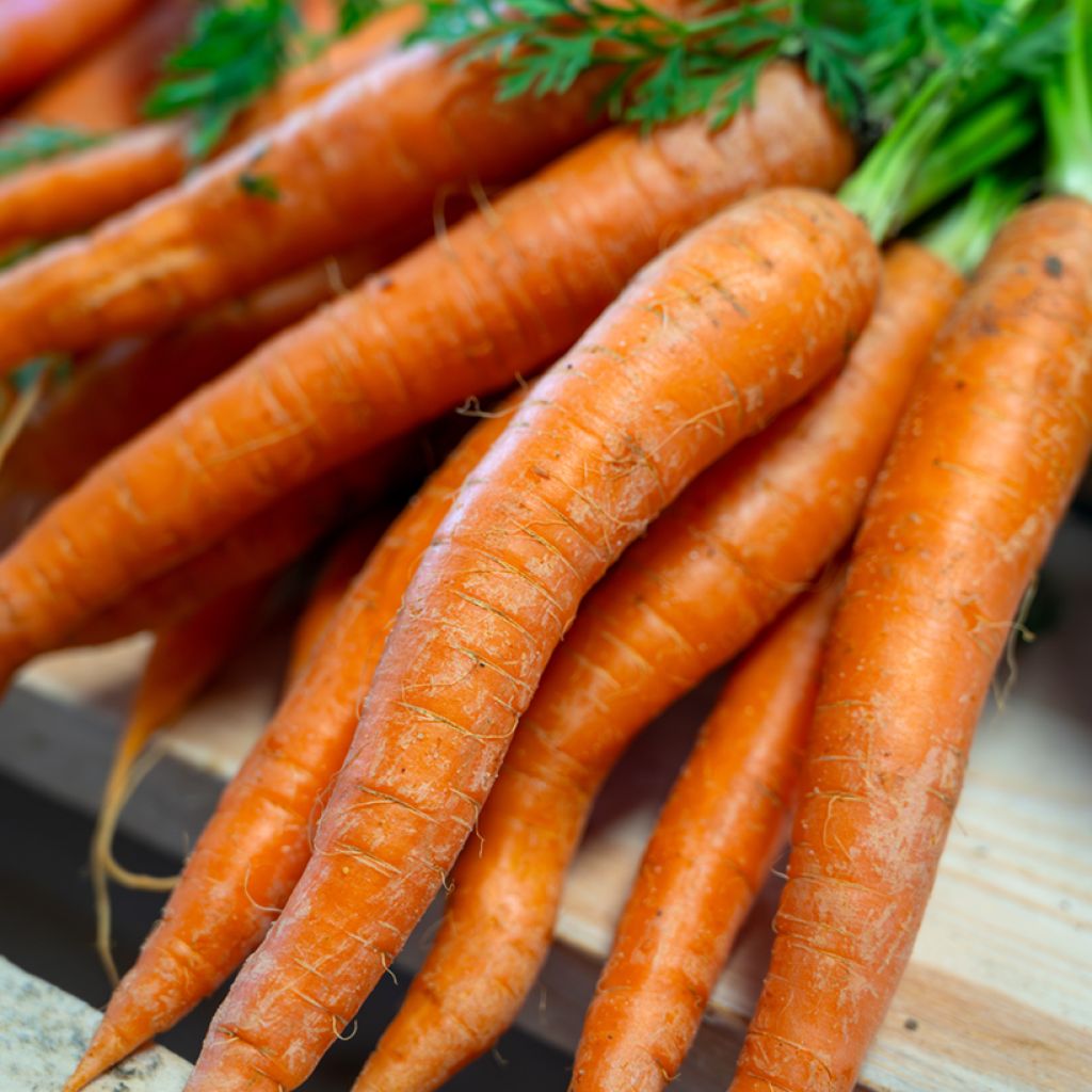 Wortel Amsterdamse Bak 2 Amfine