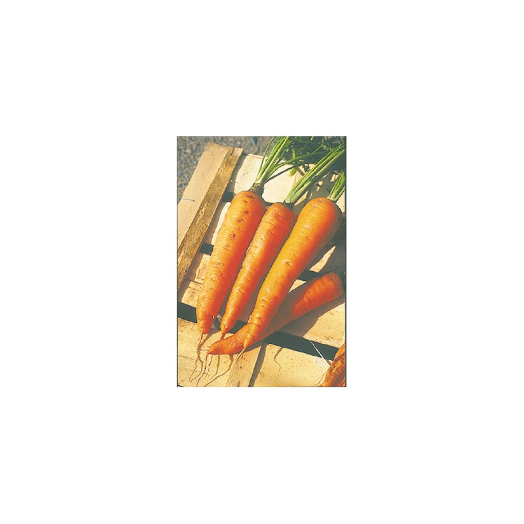 Winterpeen Lange gladde van Meaux