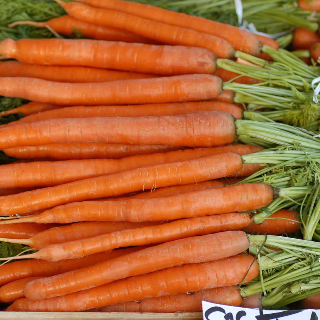 Winterpeen Lange gladde van Meaux