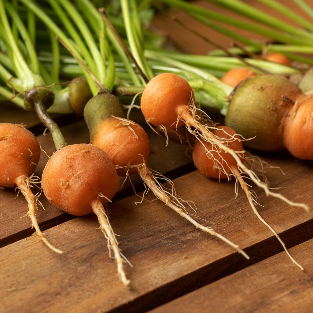 Wortel Parijse Markt