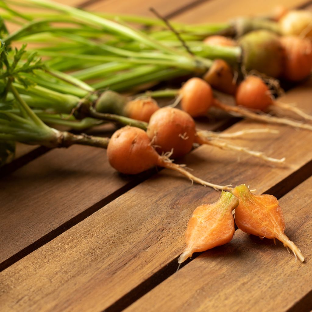 Wortel Parijse Markt