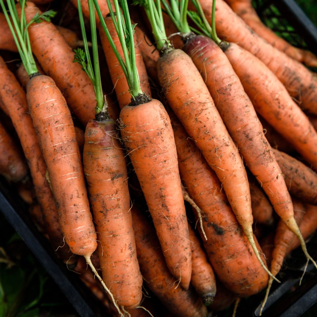 Wortel Nanco F1 - Vilmorin