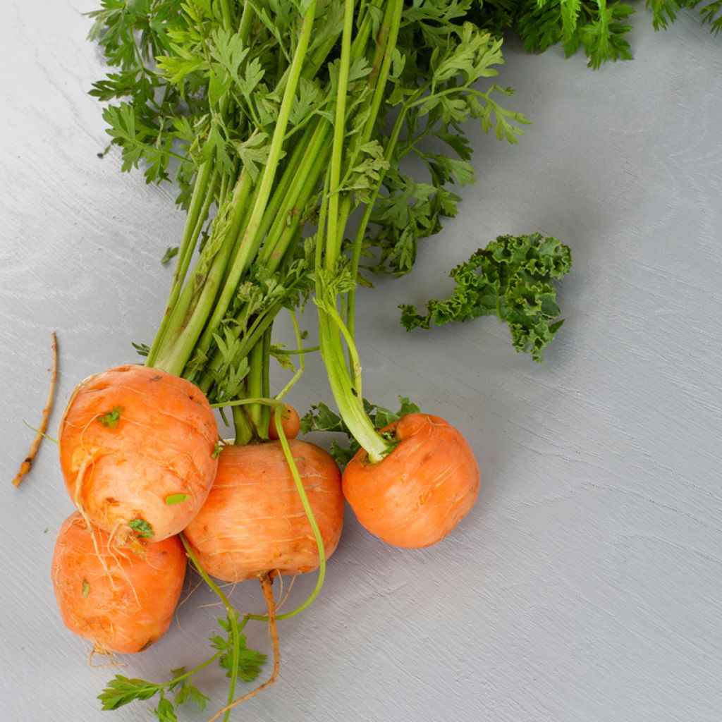 Wortel Paris Market Atlas