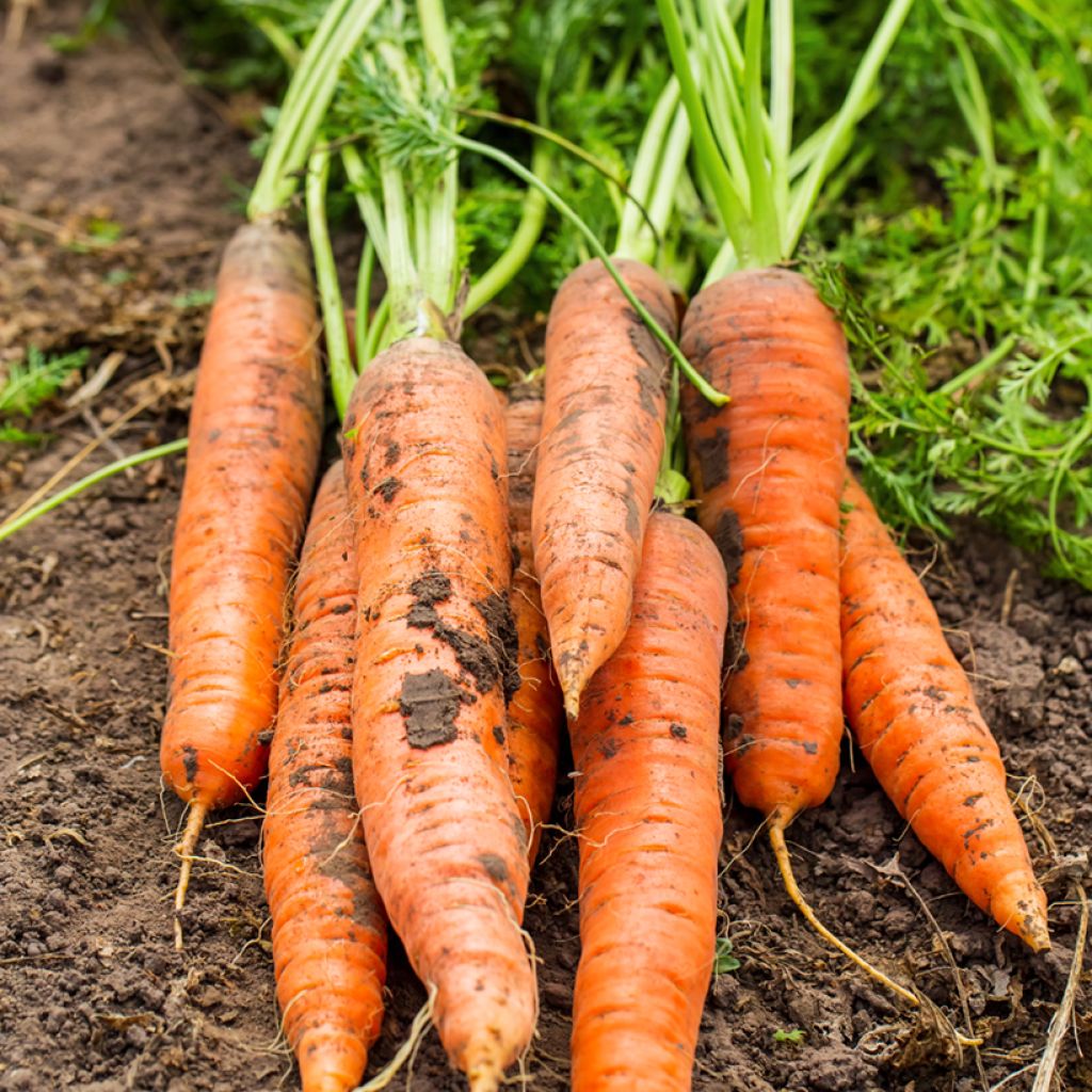 Wortel Sweet Candle F1