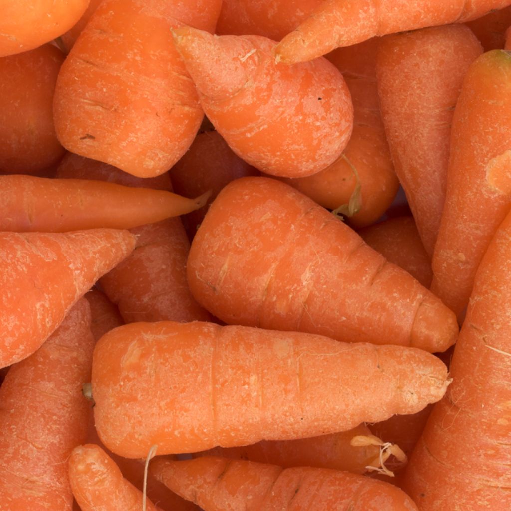 Wortel Chantenay met rode kern BIO