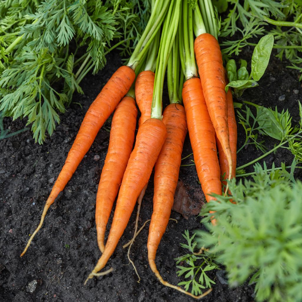 Winterwortel Colmar met rode kern 2 - Vilmorin + zaadmonster van Winterwortel Eskimo F1 - Vilmorin