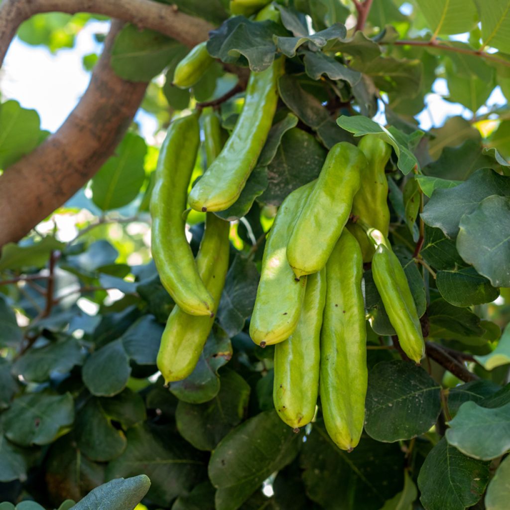 Ceratonia siliqua - Johannesbroodboom