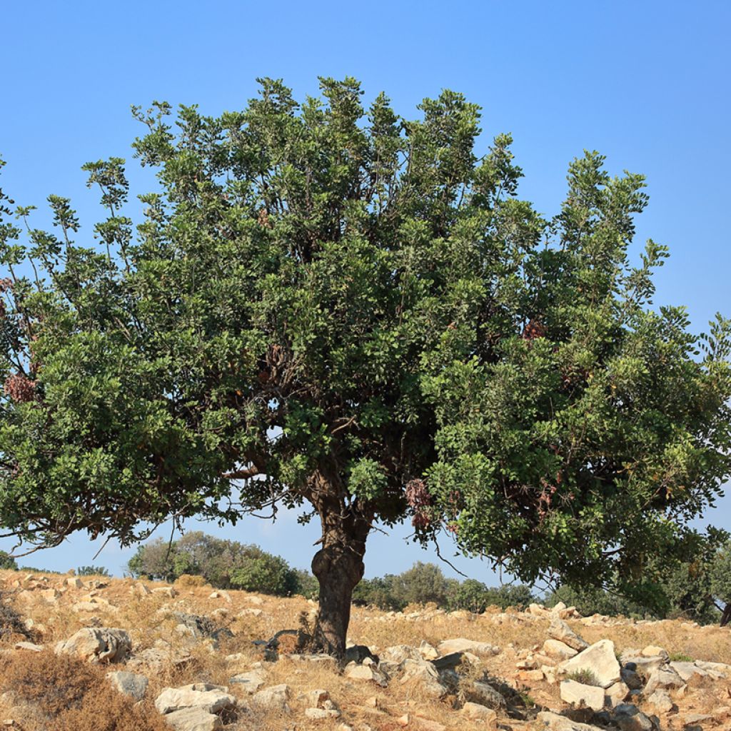Ceratonia siliqua - Johannesbroodboom