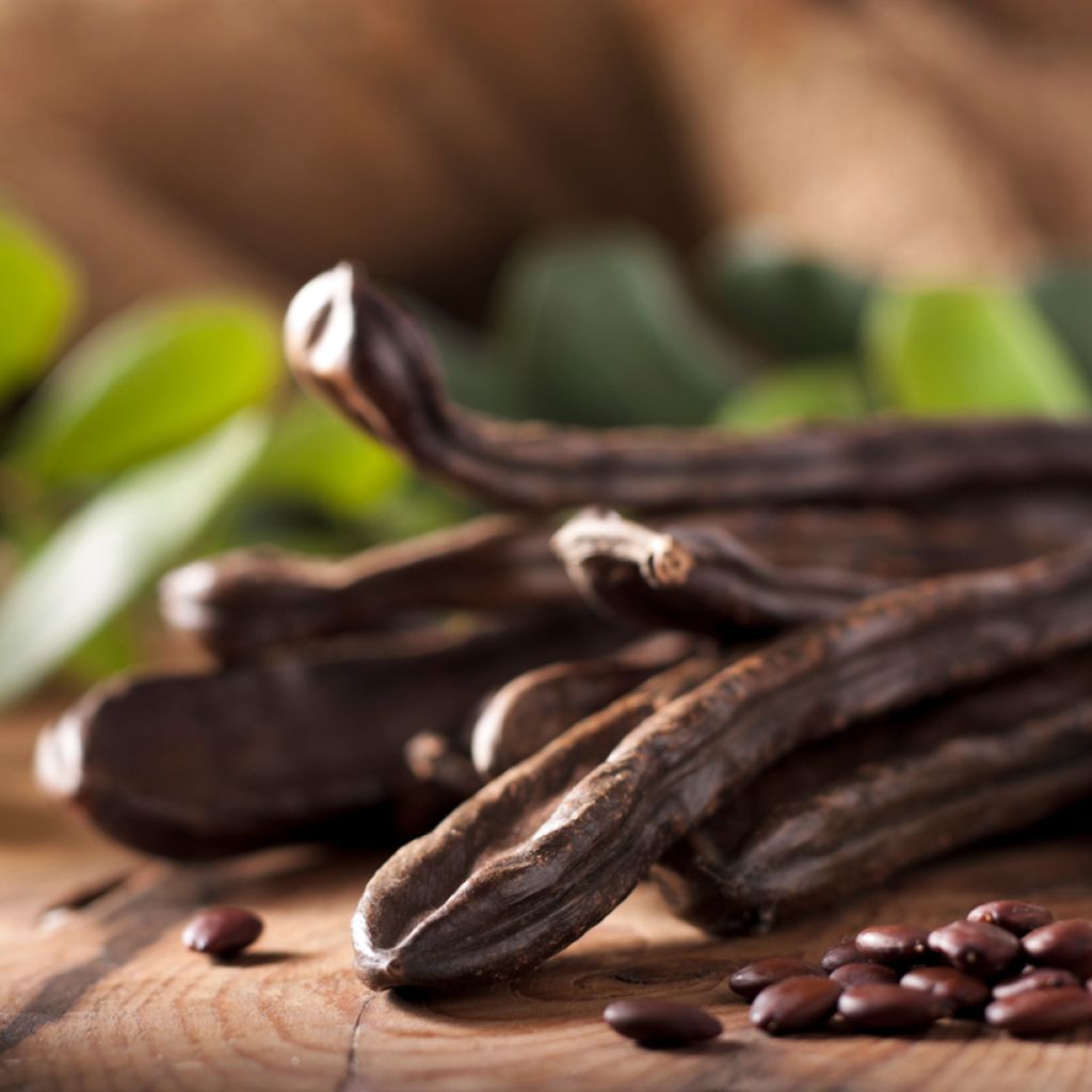 Ceratonia siliqua - Johannesbroodboom