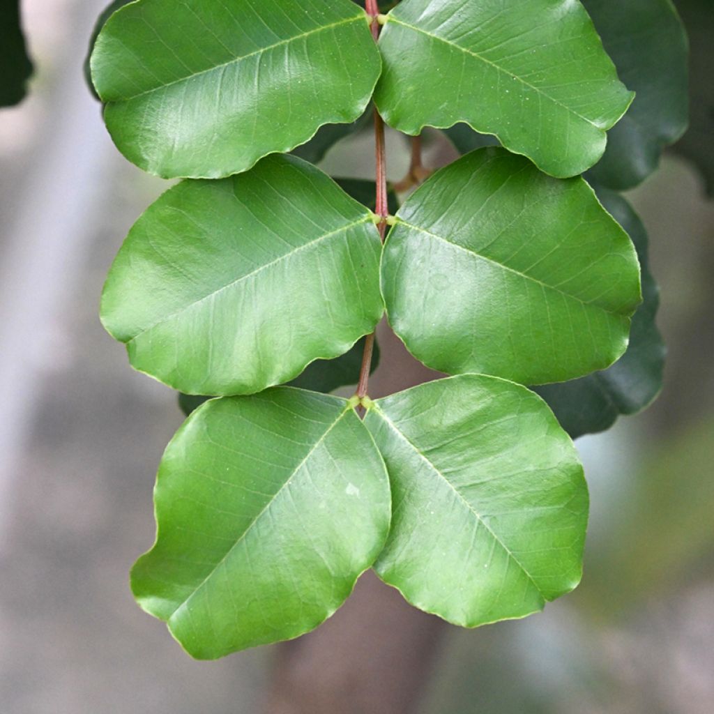 Ceratonia siliqua - Johannesbroodboom