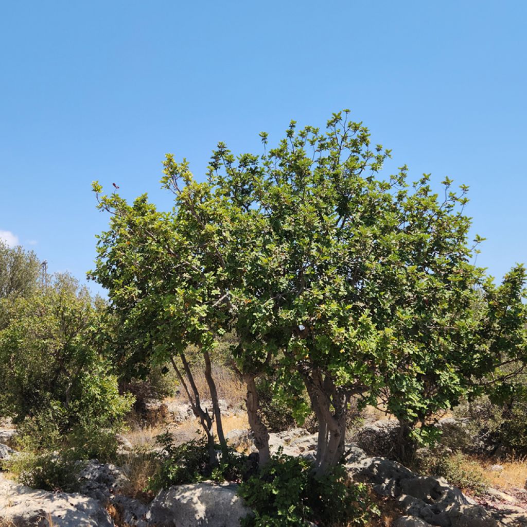 Ceratonia siliqua - Johannesbroodboom