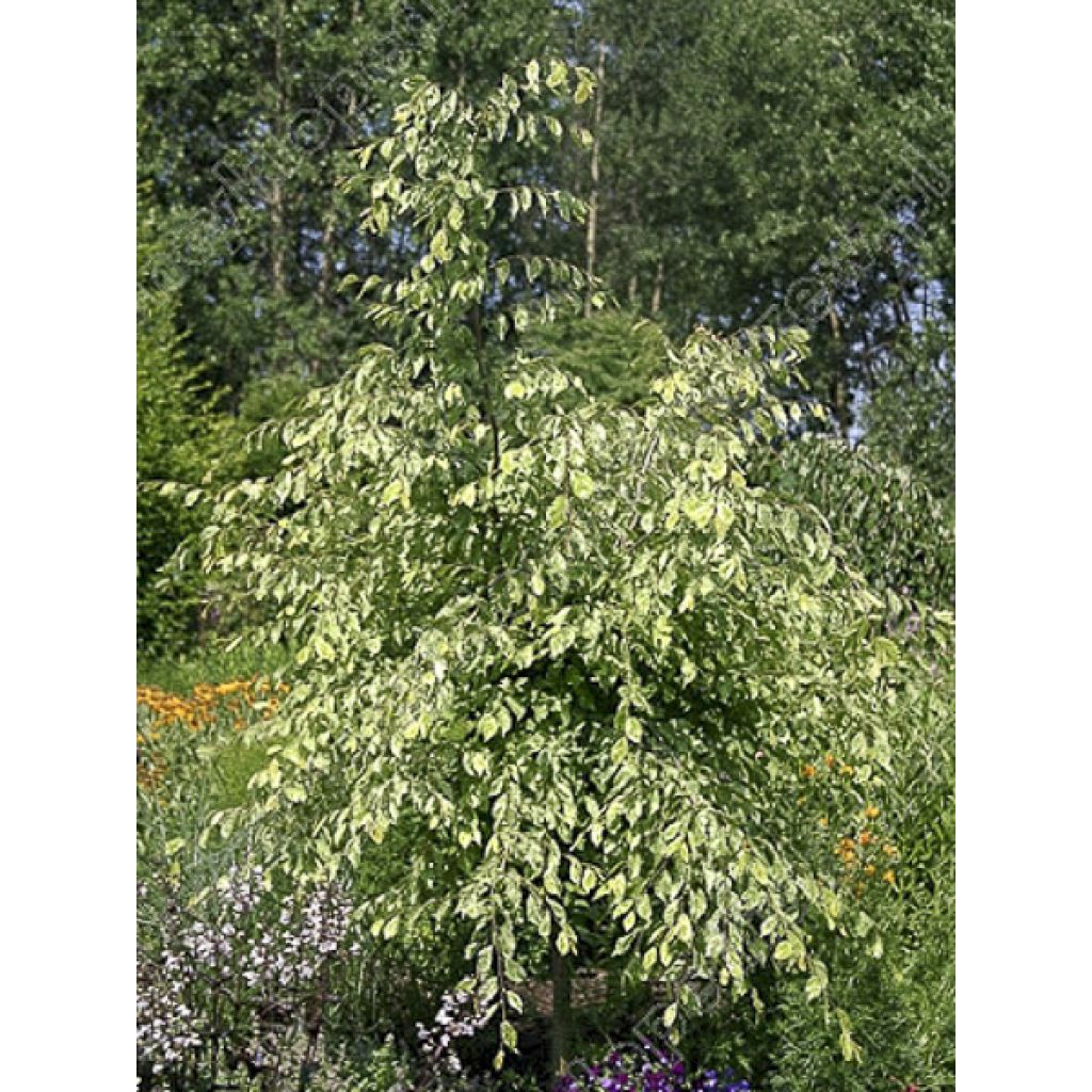 Carpinus betulus Foliis Argenteovariegatis Pendula - Haagbeuk