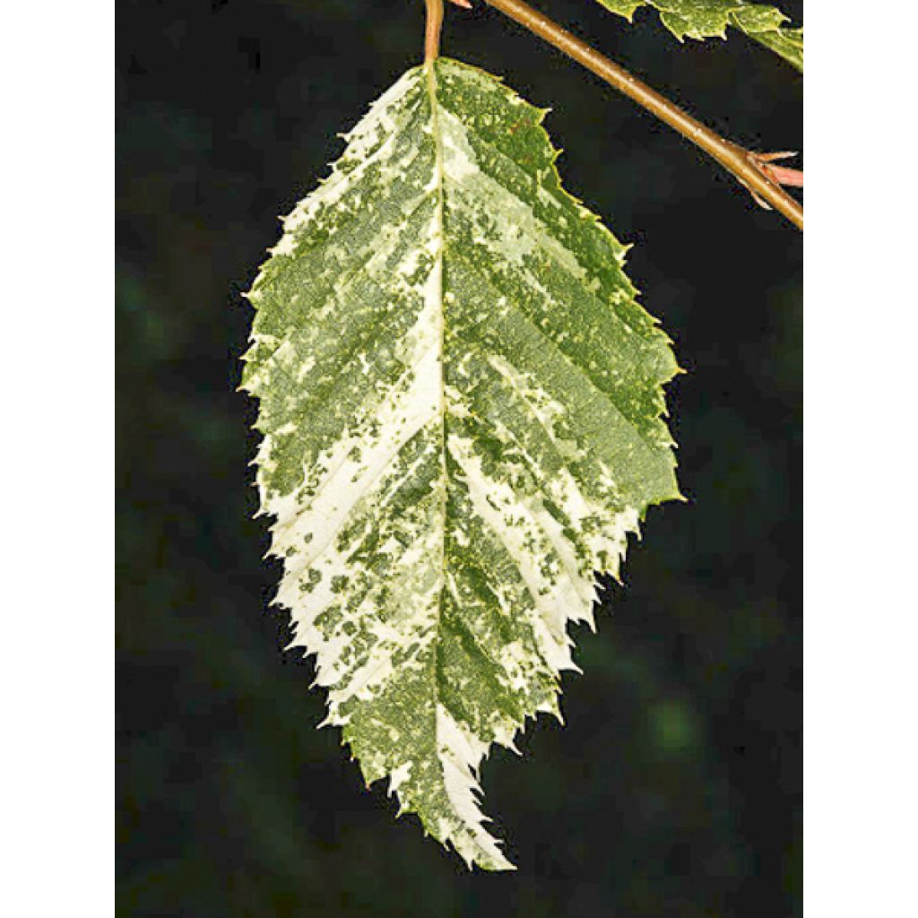 Carpinus betulus Foliis Argenteovariegatis Pendula - Haagbeuk