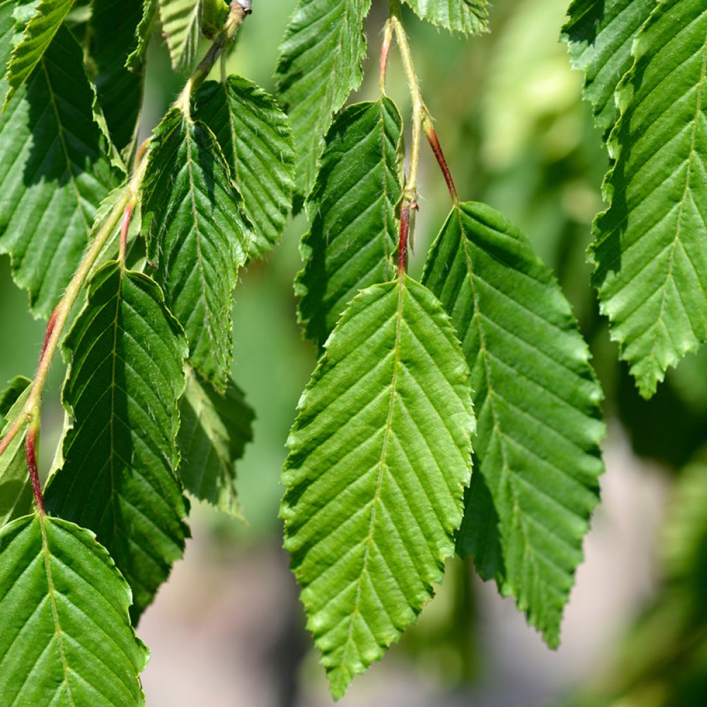 Carpinus betulus Pendula - Haagbeuk
