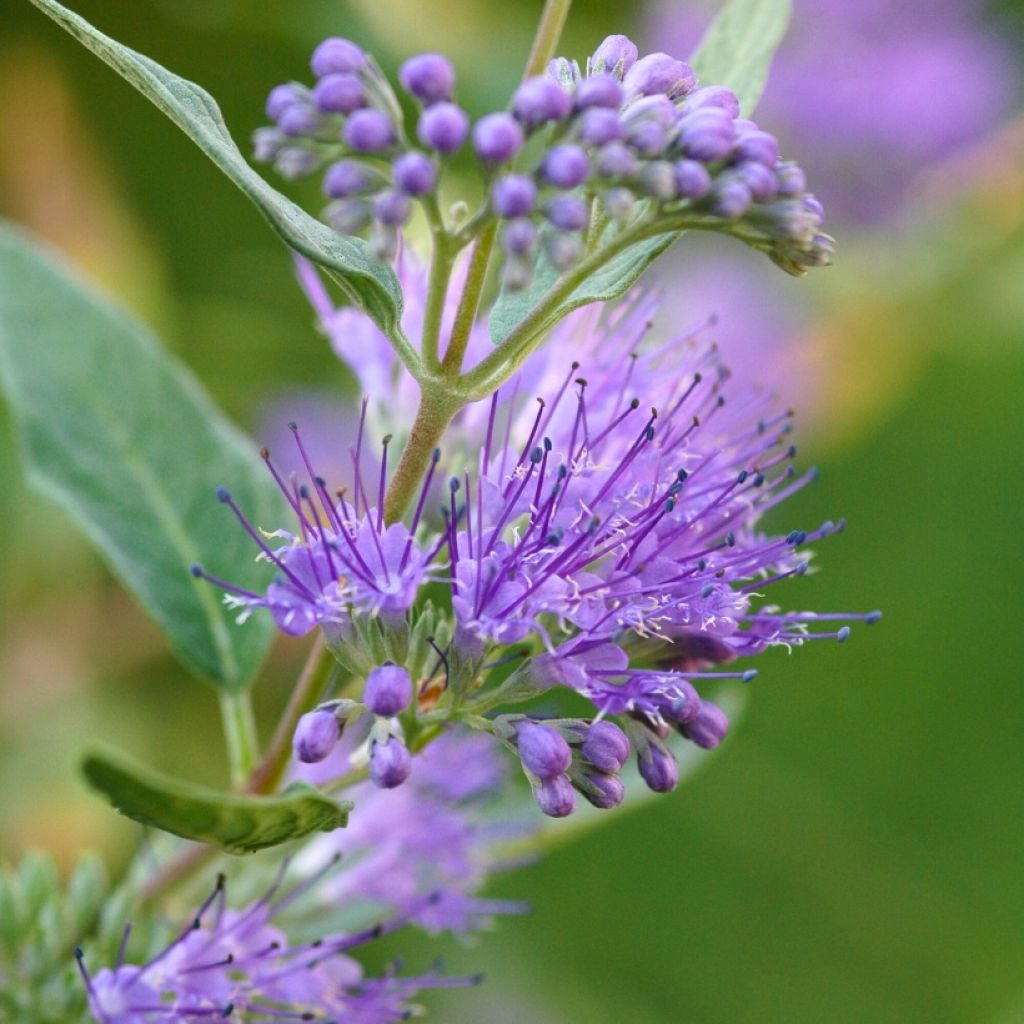 Caryopteris clandonensis Grand Bleu - Blauwe spirea