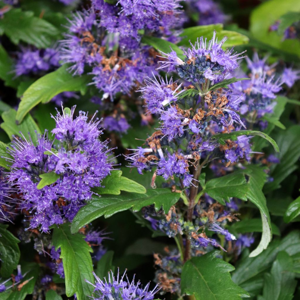 Caryopteris clandonensis Grand Bleu - Blauwe spirea