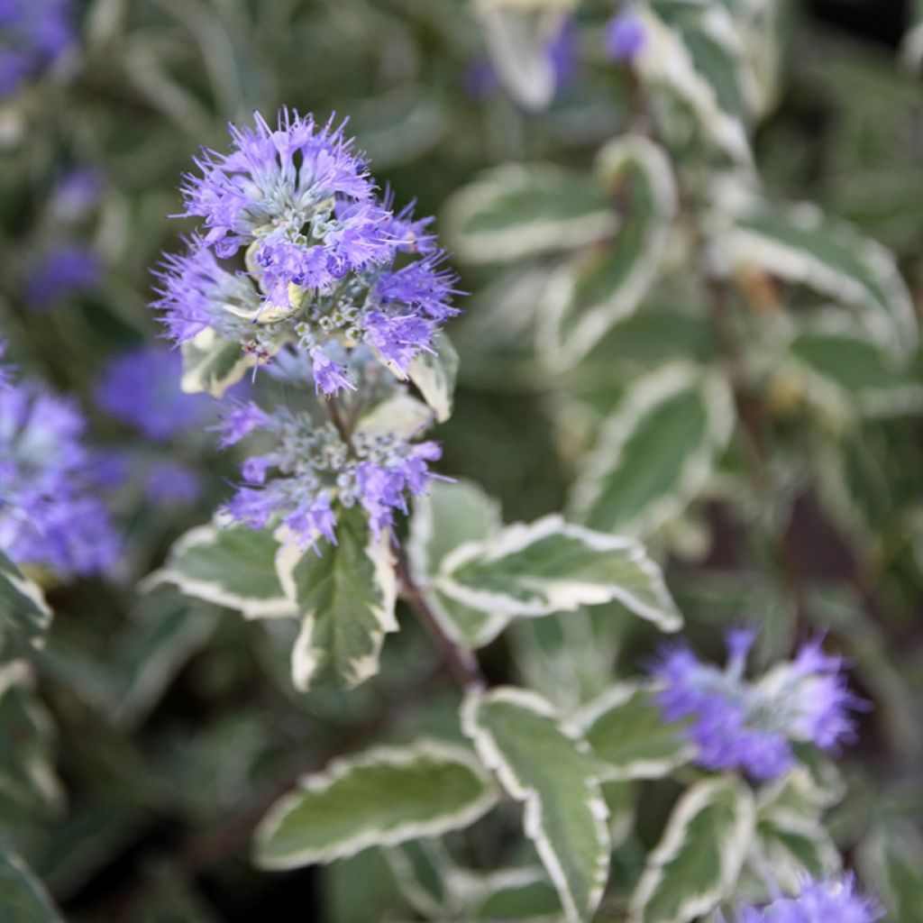 Caryopteris clandonensis White Surprise - Blauwbaard