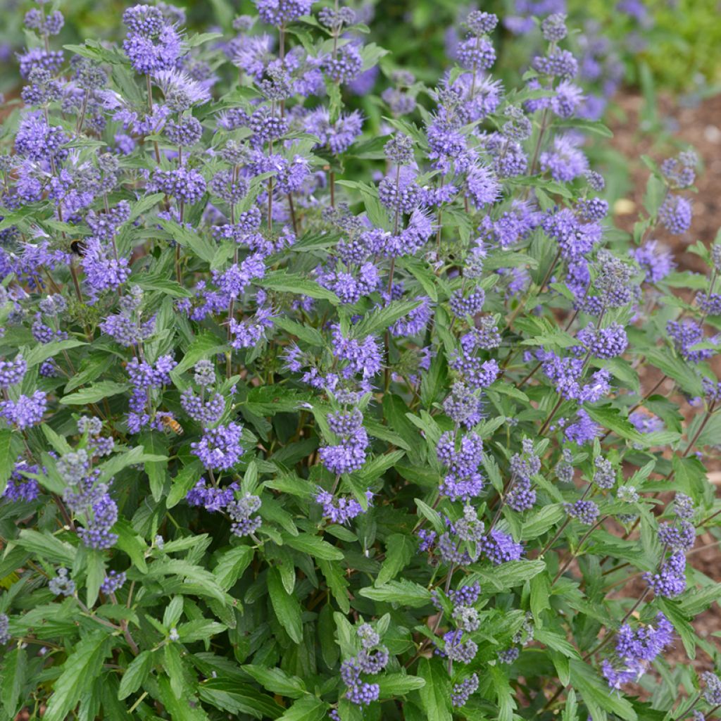 Caryopteris clandonensis Beyond Midnight - Blauwe spirea