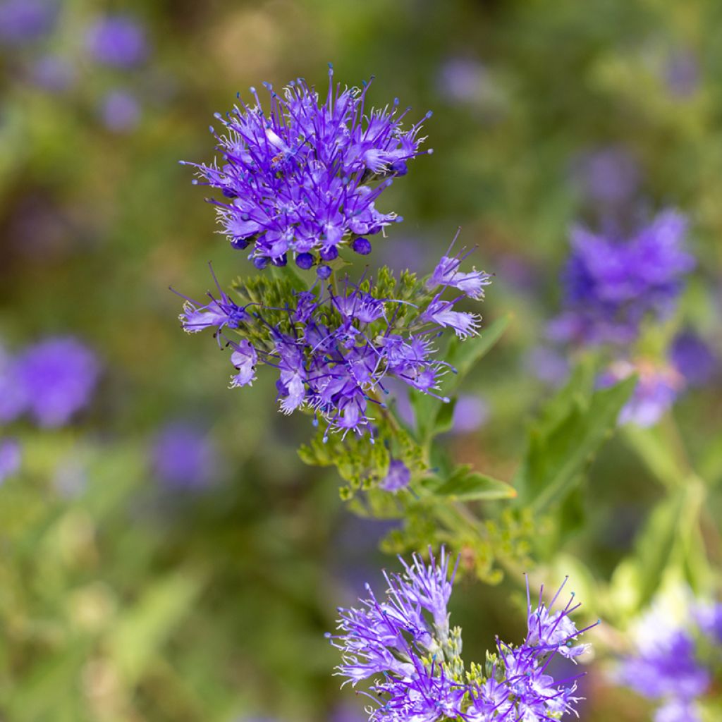 Caryopteris clandonensis Kew Blue - Blauwe spirea