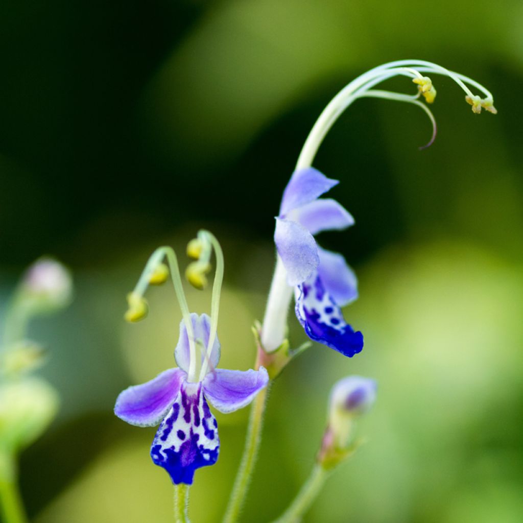 Caryopteris divaricata - Baardbloem