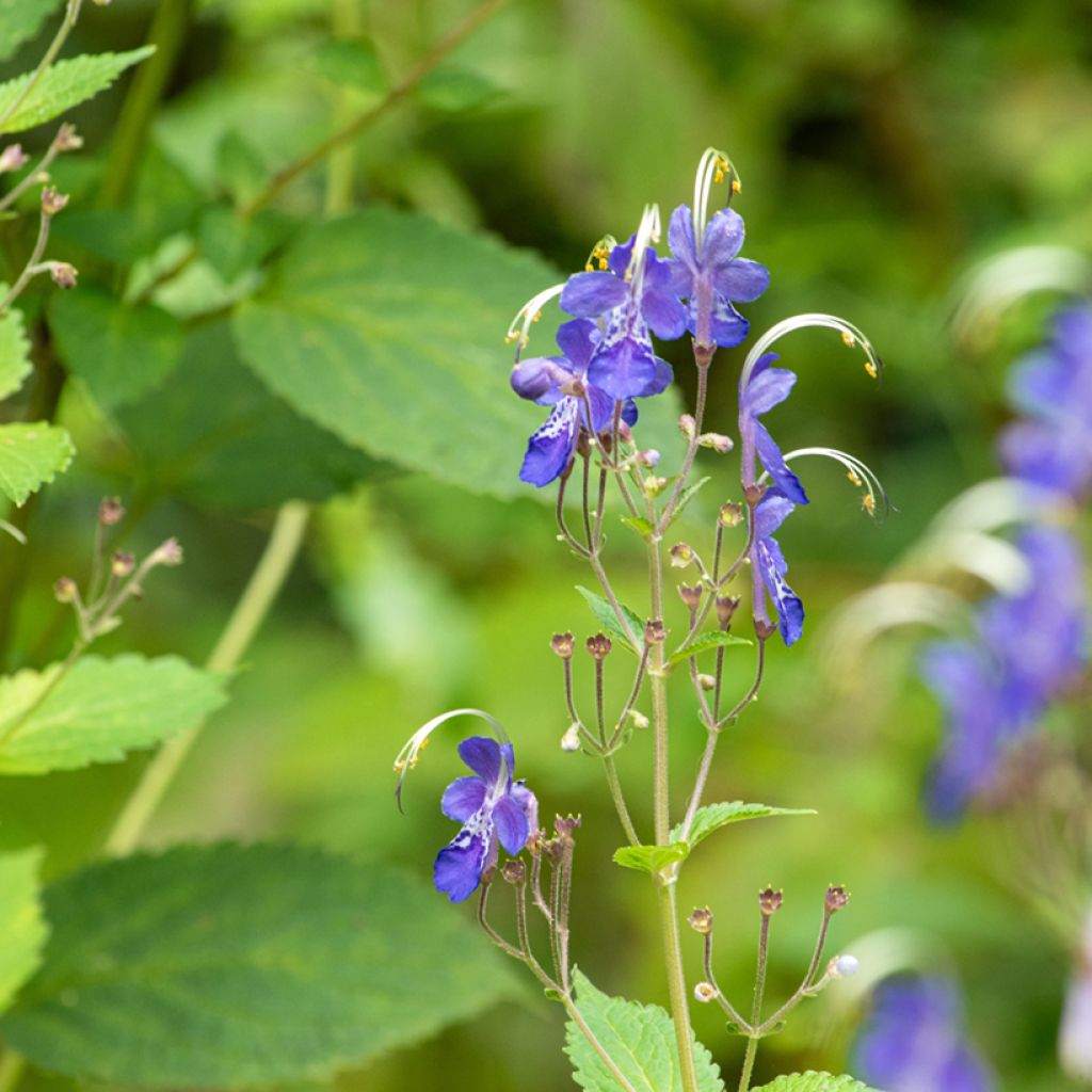 Caryopteris divaricata - Baardbloem