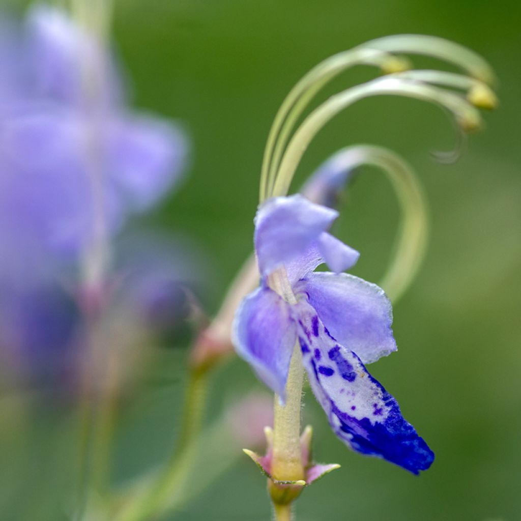 Caryopteris divaricata - Baardbloem