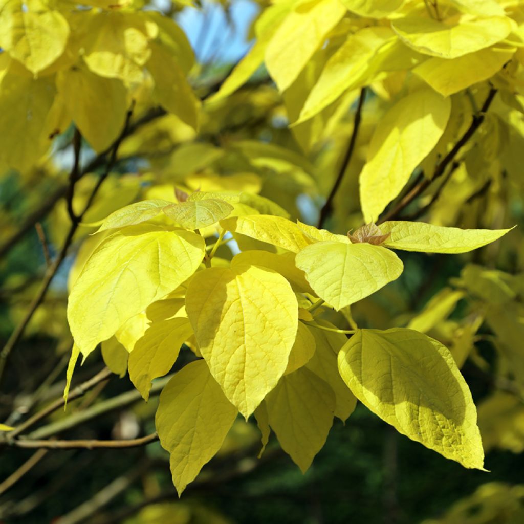 Catalpa bignonioides Aurea - Trompetboom