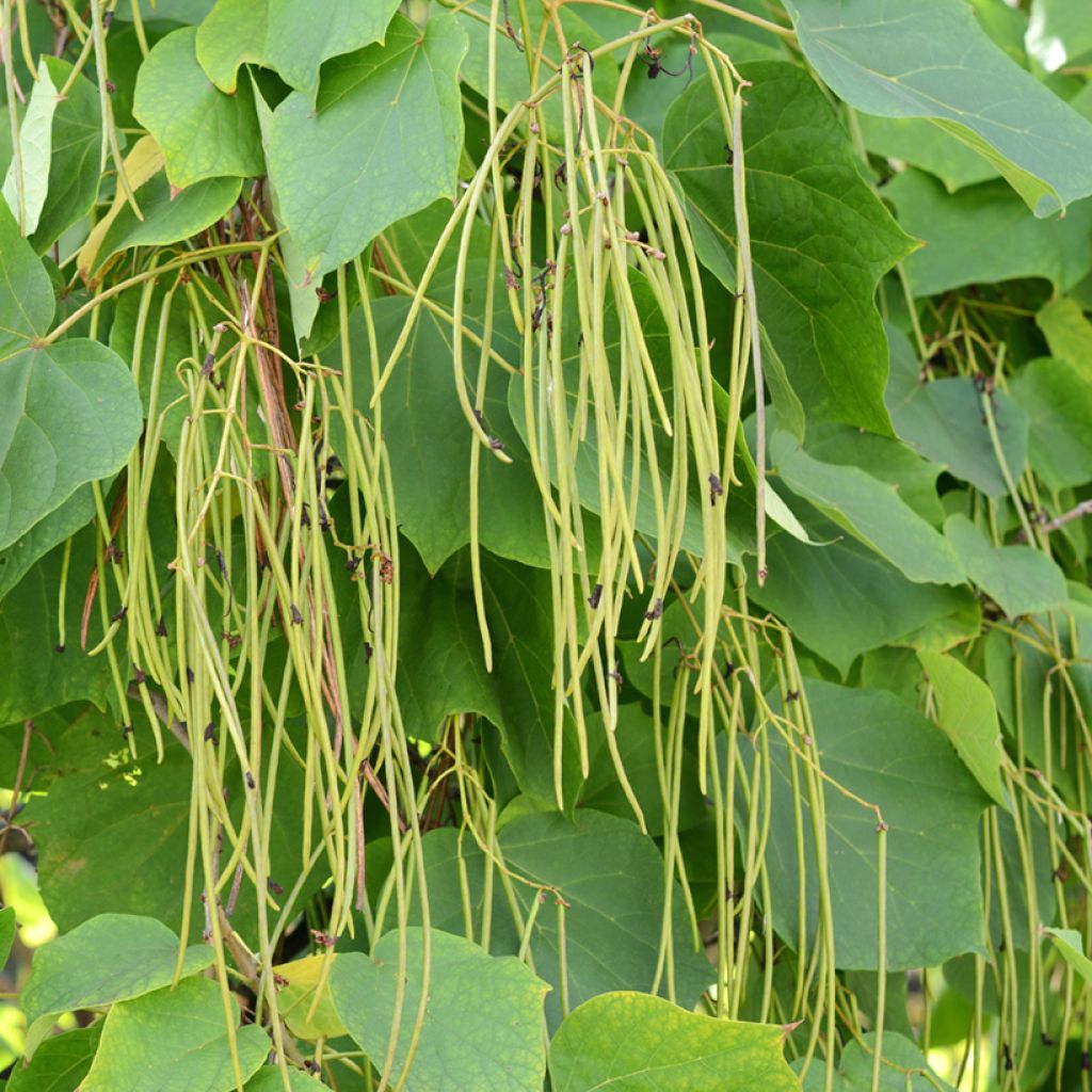 Catalpa bignonioides - Trompetboom