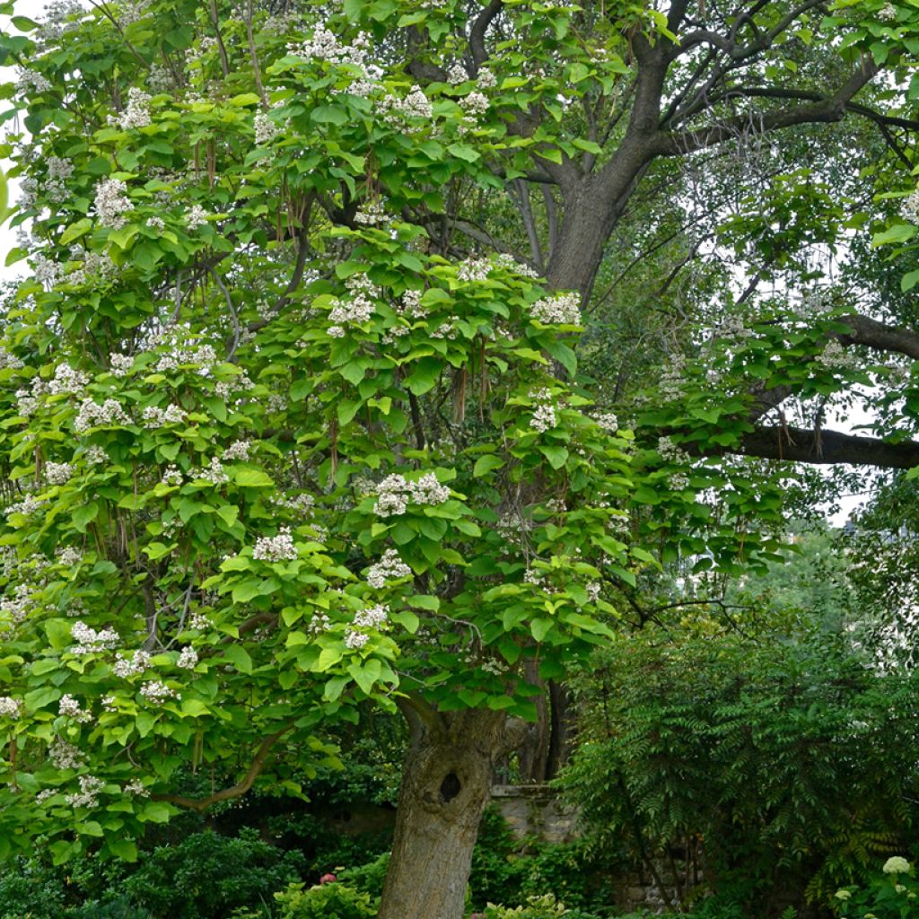 Catalpa bignonioides - Trompetboom