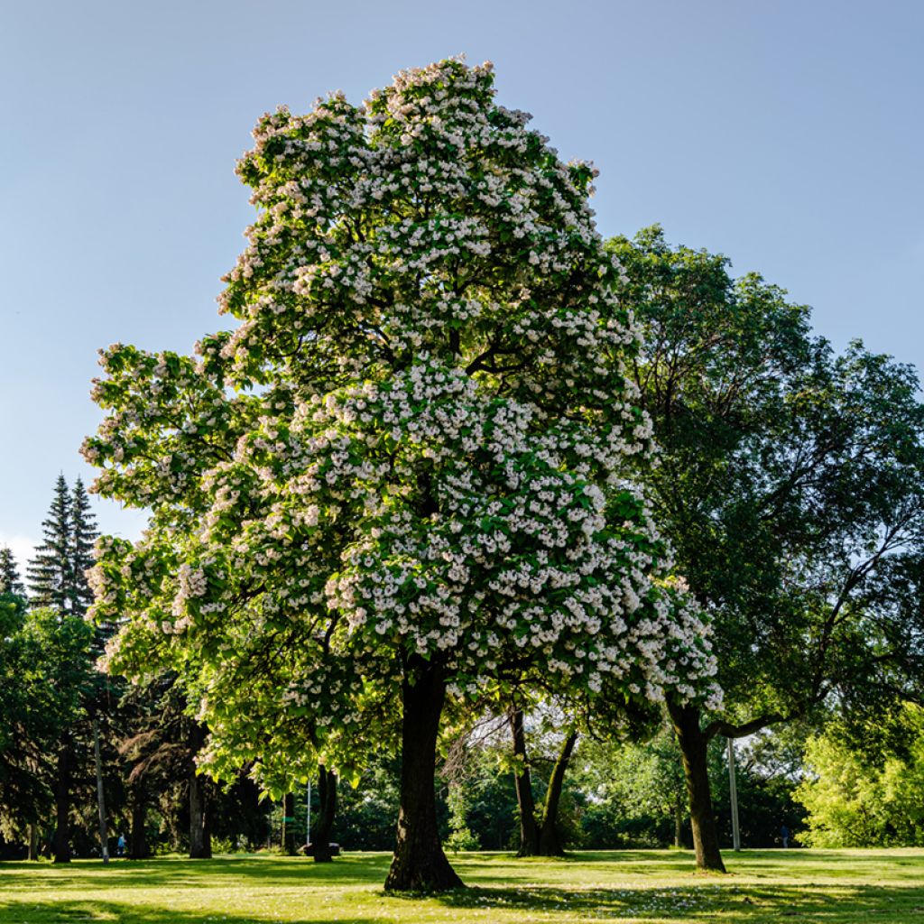 Catalpa bignonioides - Trompetboom