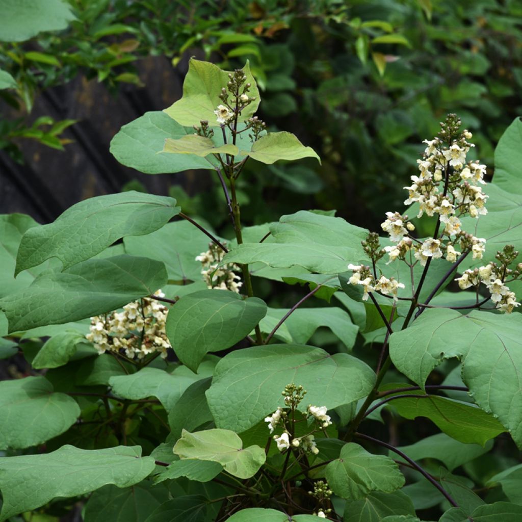 Catalpa ovata Slender Silhouette - Chinese trompetboom