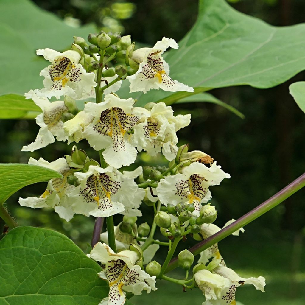 Catalpa ovata Slender Silhouette - Chinese trompetboom