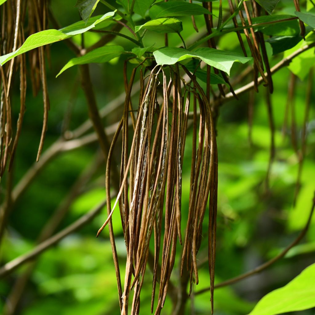 Catalpa ovata Slender Silhouette - Chinese trompetboom